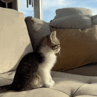 cocochamale cat kitty kitten meow GIF