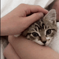cocochamale cat kitty kitten meow GIF