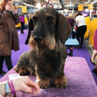 Dog GIF by Westminster Kennel Club
