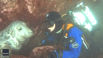Seal Checks if Diver's Mask is Edible