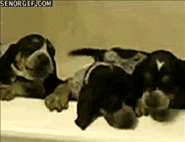 dog puppies GIF by Cheezburger