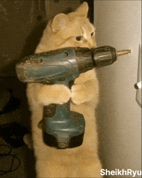 Funny Cat GIF