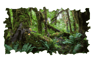 Forest Trees Sticker