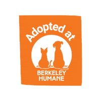 Adoptdontshop Sticker by Berkeley Humane
