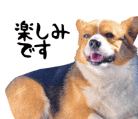 Corgi Milo GIF