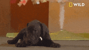 Incredible Dr Pol GIF by Nat Geo Wild