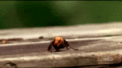 Wasp Hornet GIF by GIPHY News