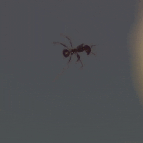 Ants Levitation GIF by euronews