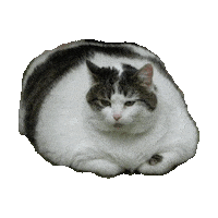 cat STICKER by imoji