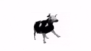 Polish Dancing Cow GIF