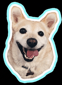 Psitwor dog gluten glutenzbiszkopta glutendog GIF