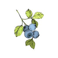morandinaperu blueberry arandano morandina berry wine Sticker