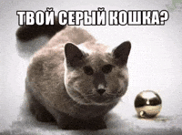 Russian Cat GIF