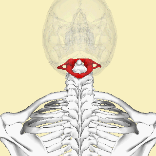 anatomy GIF