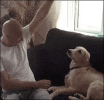 dog lag GIF