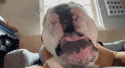 Happy Butler Bulldogs GIF by Butler University