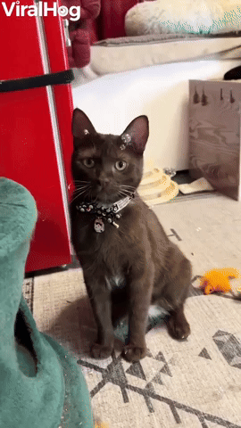 Molé the Cat Playing with Catnip Bubbles  