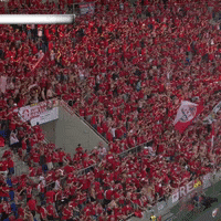 1 Fc Cologne Football GIF by 1. FC Köln