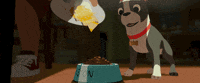 boston terrier thanksgiving GIF by Disney