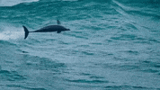 Surfing Hawaii GIF by 50statesproject