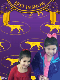 wkcdogshow GIF by Westminster Kennel Club