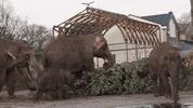 Elephant GIF by ARTIS