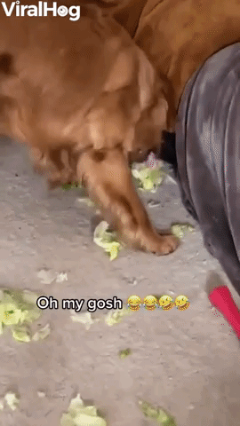 Ben the Golden Plays with Lettuce