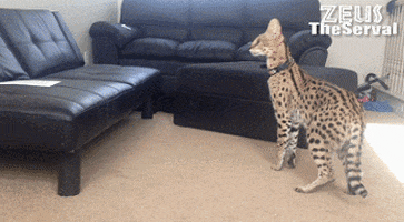 cat squee GIF by Cheezburger