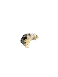 Dog Aussie Sticker