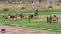 Ready, Set, Hike! Elk Observe Gardiner Football Practice