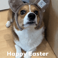 Dog Easter GIF
