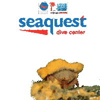 Ocean Philippines Sticker by Seaquest Dive center