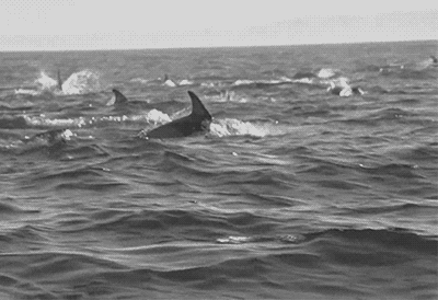 dolphins GIF