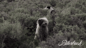Dog Horse GIF by Magnolia Pictures