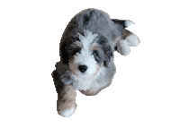 blueberrythedoodle dog confused puppy huh Sticker