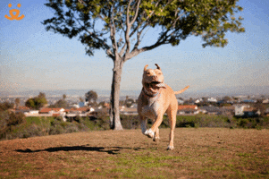 Woot Woot Win GIF by Best Friends Animal Society