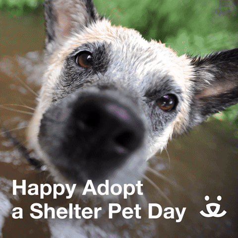 Happy Adopt a Shelter Pet Day!