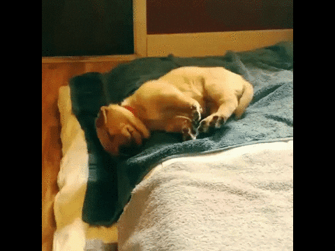 sleepy puppy GIF