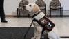 Dog Puppy GIF by Atlanta United