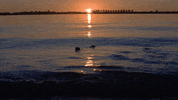 water sunset GIF by Living Stills