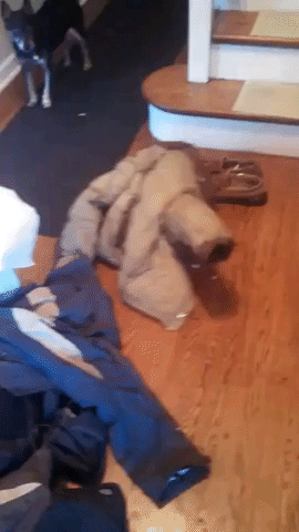 Dog Gets Stuck in Coat Sleeve