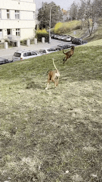 Happy Rhodesian Ridgeback GIF by #nikaachris