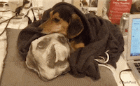 Dog Love GIF by The BarkPost
