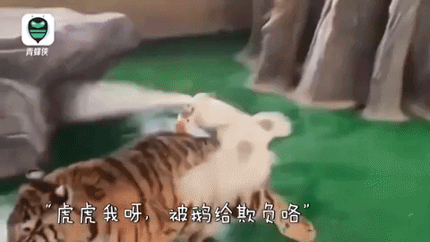 cuteanimalland giphyupload GIF