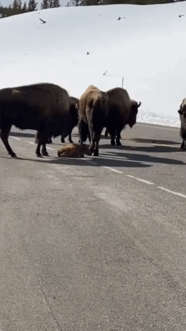 Bison Calf Holding Up Traffic in Yellowstone National Park is Watched Over by Herd