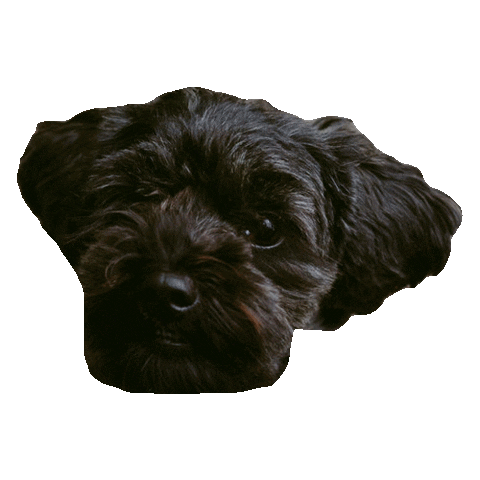 Black Dog Love Sticker