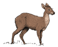 CokCoq sticker gifology silvestre cokcoq Sticker