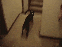 dog jump GIF by America's Funniest Home Videos