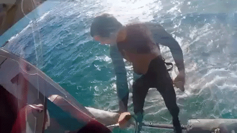 let's go yes GIF by Shark Week