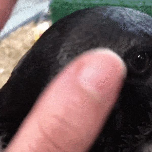 likedhu giphyupload GIF